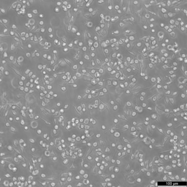 Lama-84 cell