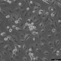 LCLC-103H cell