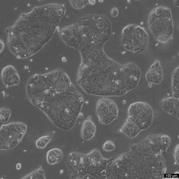 LCLC-97TM1 cell