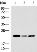 IL19 Polyclonal Antibody – Figure 1 of 4