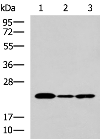 IL19 Polyclonal Antibody – Figure 1 of 4