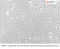Catalytically Inactive Mutant USP19 Overexpressing DU145 Cell Line | Applied Biological Materials (abm)