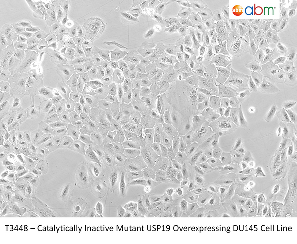 Catalytically Inactive Mutant USP19 Overexpressing DU145 Cell Line | Applied Biological Materials (abm)