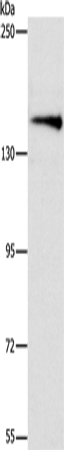 ARHGEF11 Polyclonal Antibody – Figure 1 of 2