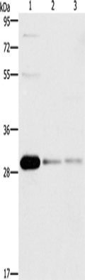 BCL10 Polyclonal Antibody – Figure 1 of 4