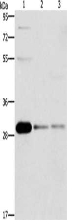 BCL10 Polyclonal Antibody – Figure 1 of 4