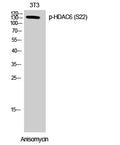 Phospho-HDAC6 (Ser22) Polyclonal Antibody – Figure 1 of 2