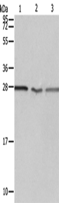 PSMD9 Polyclonal Antibody – Figure 1 of 4