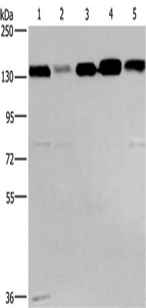 CEP97 Polyclonal Antibody – Figure 1 of 2