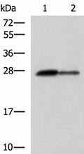 CTRB1 Polyclonal Antibody – Figure 1 of 3