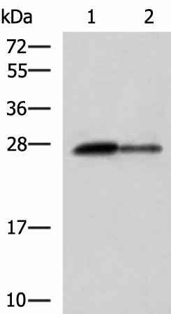 CTRB1 Polyclonal Antibody – Figure 1 of 3