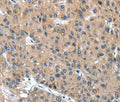 DSC1 Polyclonal Antibody – Figure 1 of 3