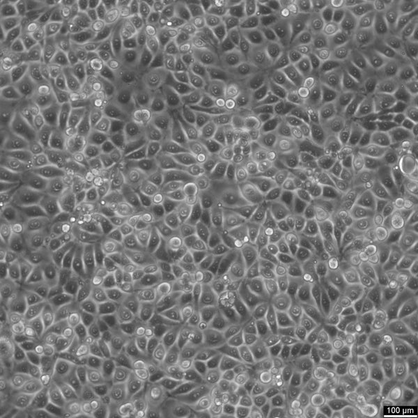 LLC-MK2 (Original) cell
