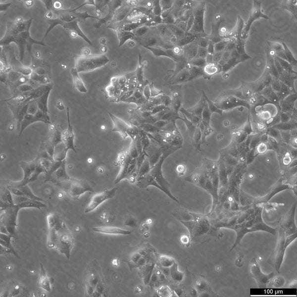 LLC-PK1 cell