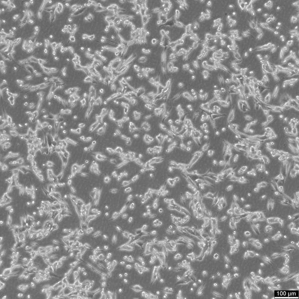 LLC1 (LL-2) cell