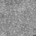 LMH cell