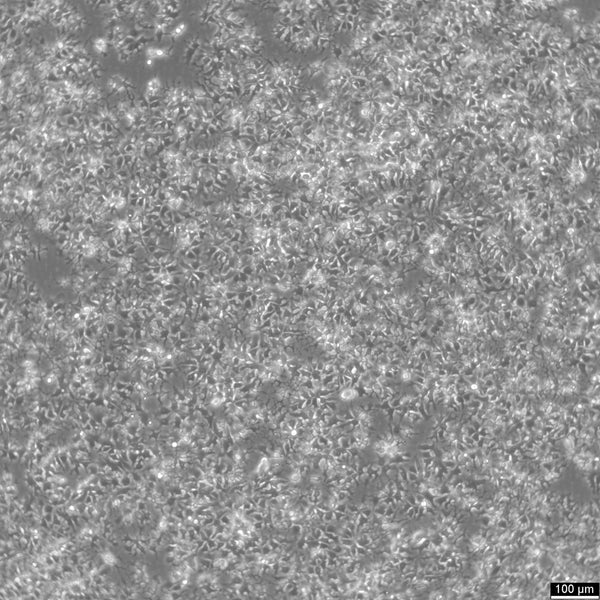 LMH cell