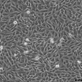 LN229 cell