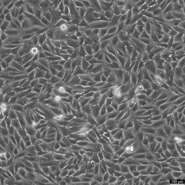 LN229 cell