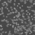 LNCaP cell