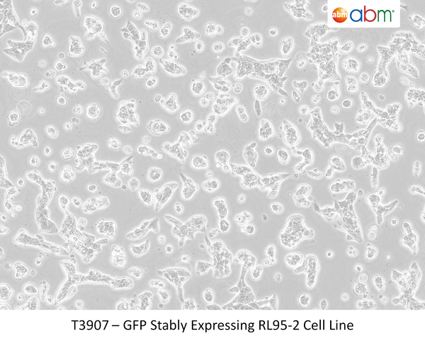 GFP Stably Expressing RL95-2 Cell Line | Applied Biological Materials (abm)
