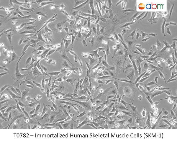 Immortalized Human Skeletal Muscle Cells (SKM-1) | Applied Biological Materials (abm)