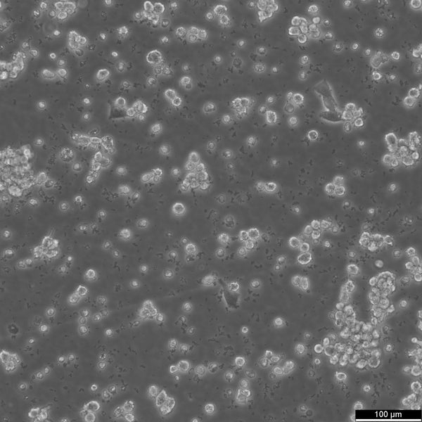 LP-1 cell