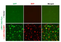 LRH1 Reporter Lentivirus – Figure 1