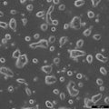 LS174T cell