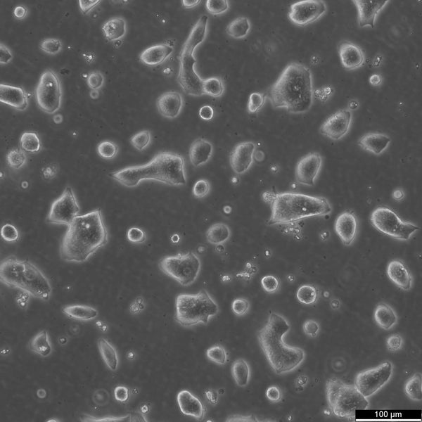 LS174T cell