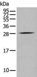GZMM Polyclonal Antibody – Figure 1 of 3