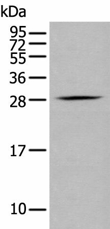 GZMM Polyclonal Antibody – Figure 1 of 3