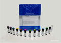 Biotin Anti-Mouse IL-17A Antibody[TC11-18H10.1] – Figure 1 of 1