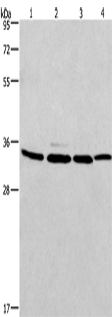MAD2L1BP Polyclonal Antibody – Figure 1 of 4