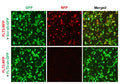 h/m FLT3 shRNA Lentivirus – Figure 1 of 2