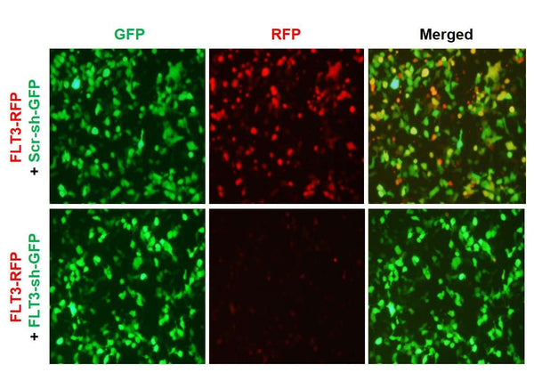 h/m FLT3 shRNA Lentivirus – Figure 1 of 2