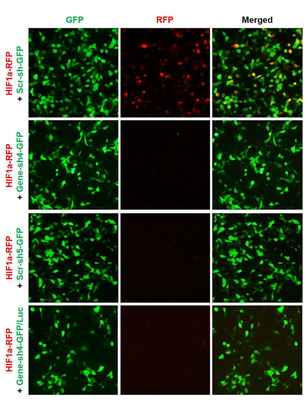 h/m HIF1a shRNA Lentivirus – Figure 1 of 2
