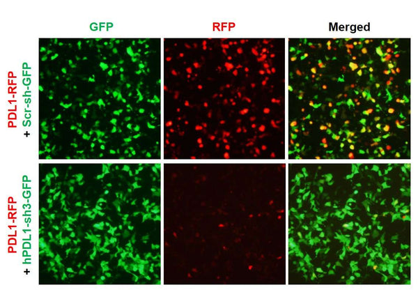 Human PDL1 shRNA Lentivirus – Figure 1