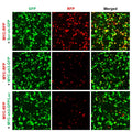 h/m MYC shRNA Lentivirus – Figure 1 of 2