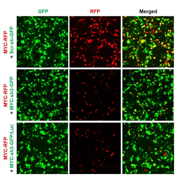 h/m MYC shRNA Lentivirus – Figure 1 of 2