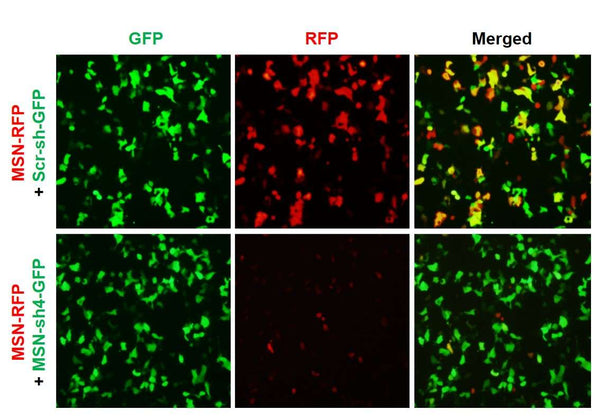 h/m MSN shRNA Lentivirus – Figure 1 of 2