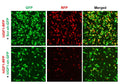 Human IGF1 shRNA Lentivirus – Figure 1