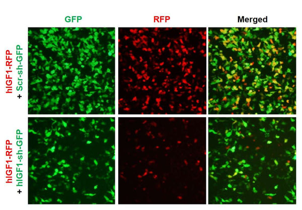 Human IGF1 shRNA Lentivirus – Figure 1