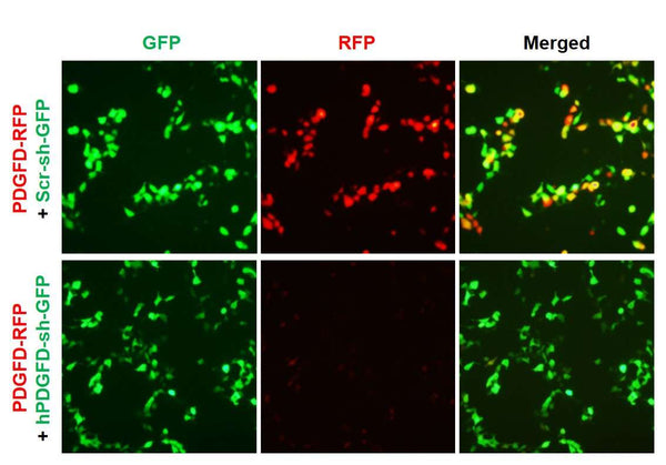 Human PDGFD shRNA Lentivirus – Figure 1