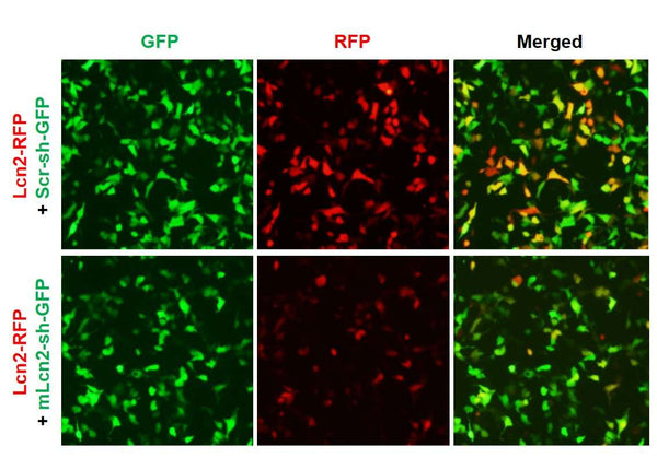 Mouse Lcn2 shRNA Lentivirus – Figure 1