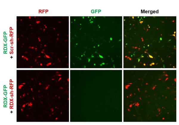 h/m RDX shRNA Lentivirus – Figure 1 of 2