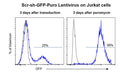 Scrambled shRNA Control Lentivirus – Figure 1