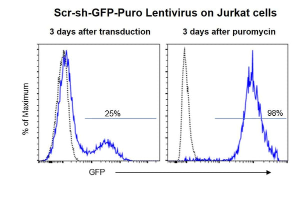 Scrambled shRNA Control Lentivirus – Figure 1