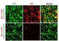 h/m BCL-xL shRNA Lentivirus – Figure 1
