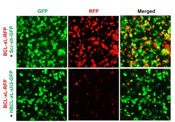 h/m BCL-xL shRNA Lentivirus – Figure 1